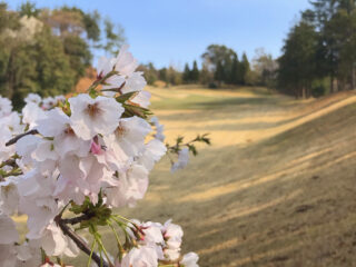 桜☆